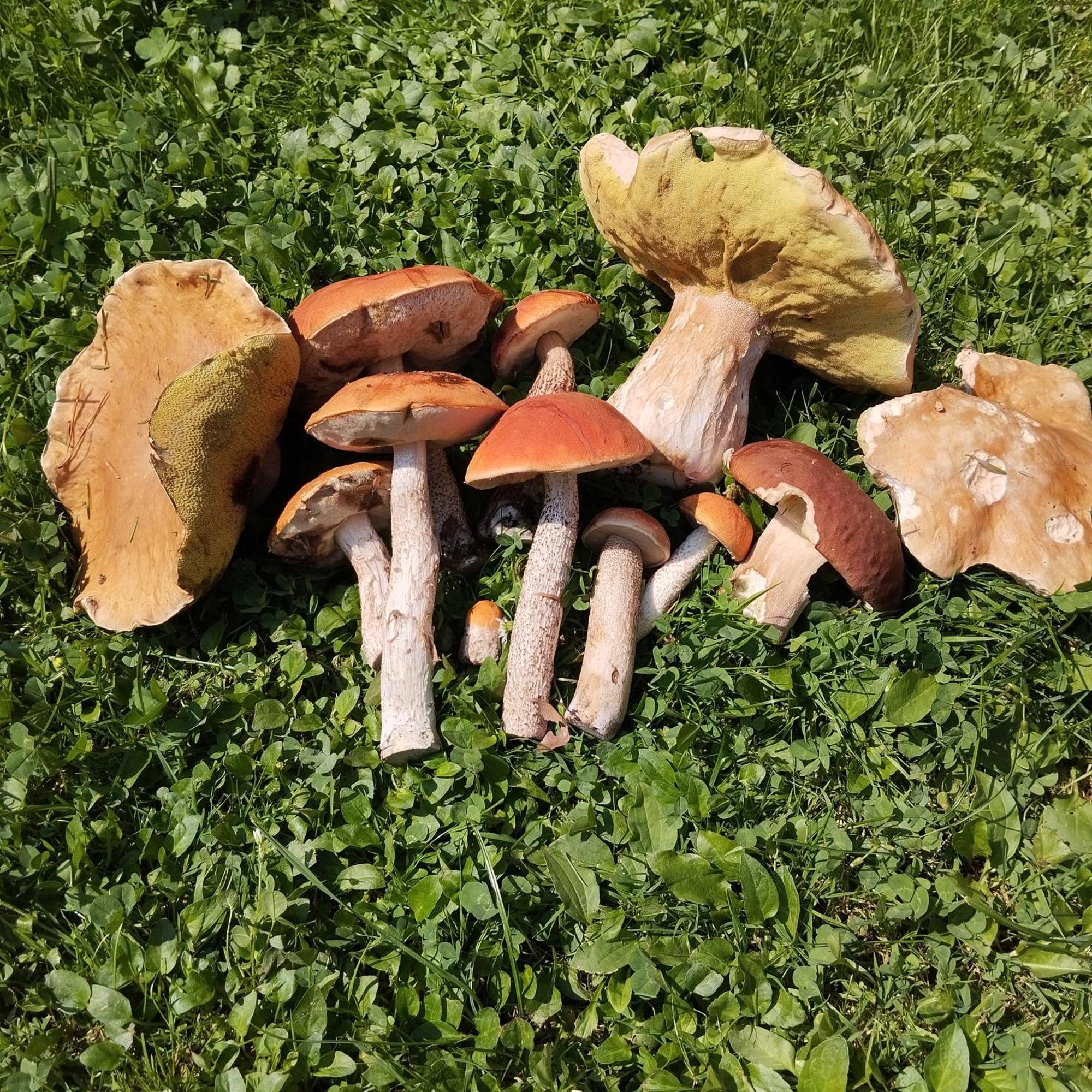 Uscie Gorlickie Agroturystyka Chata Za Wsia מראה חיצוני תמונה